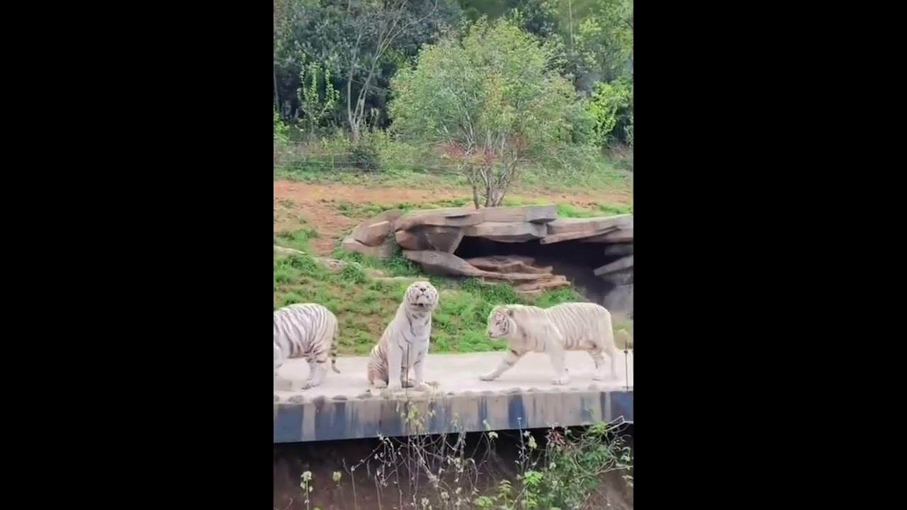 🐯 Meowing White Tigers 🐯