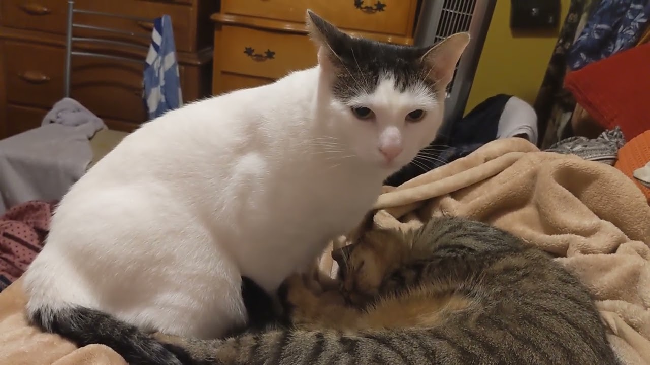 Bubba grooming Kiki for the first time 