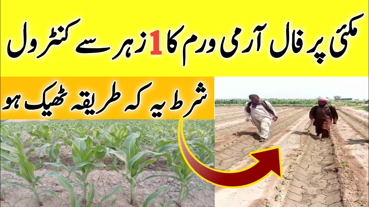 Fall Army Worm and Shoot Fly Control in Maize Crop |Best Method for controlling Fall Army worm