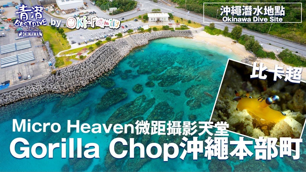 【Okinawa Dive site】Microphotographer Heaven #pikachu  | Northen Okinawa Motobu GORILLA CHOP
