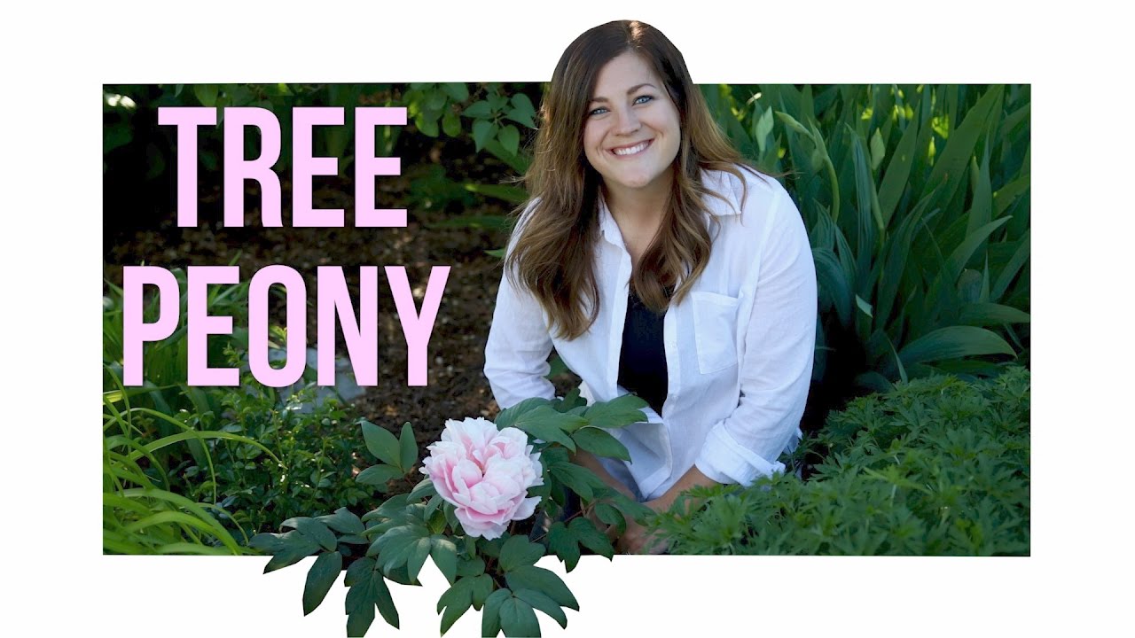 Tree Peony // Garden Answer