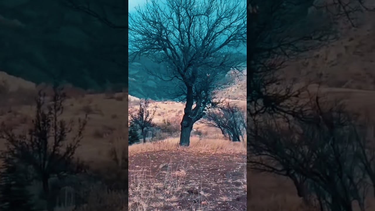 İzin verde amaratı görelim gurbet