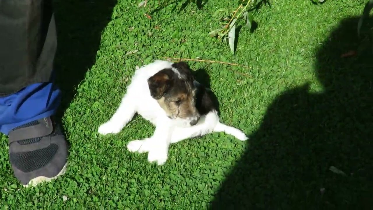 Fox Terriers poil dur du Plateau des Arconies : UUillys , Uschi (6 semaines) avec  leur soeur Rena