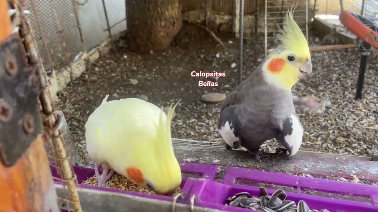 Calopsitas 
