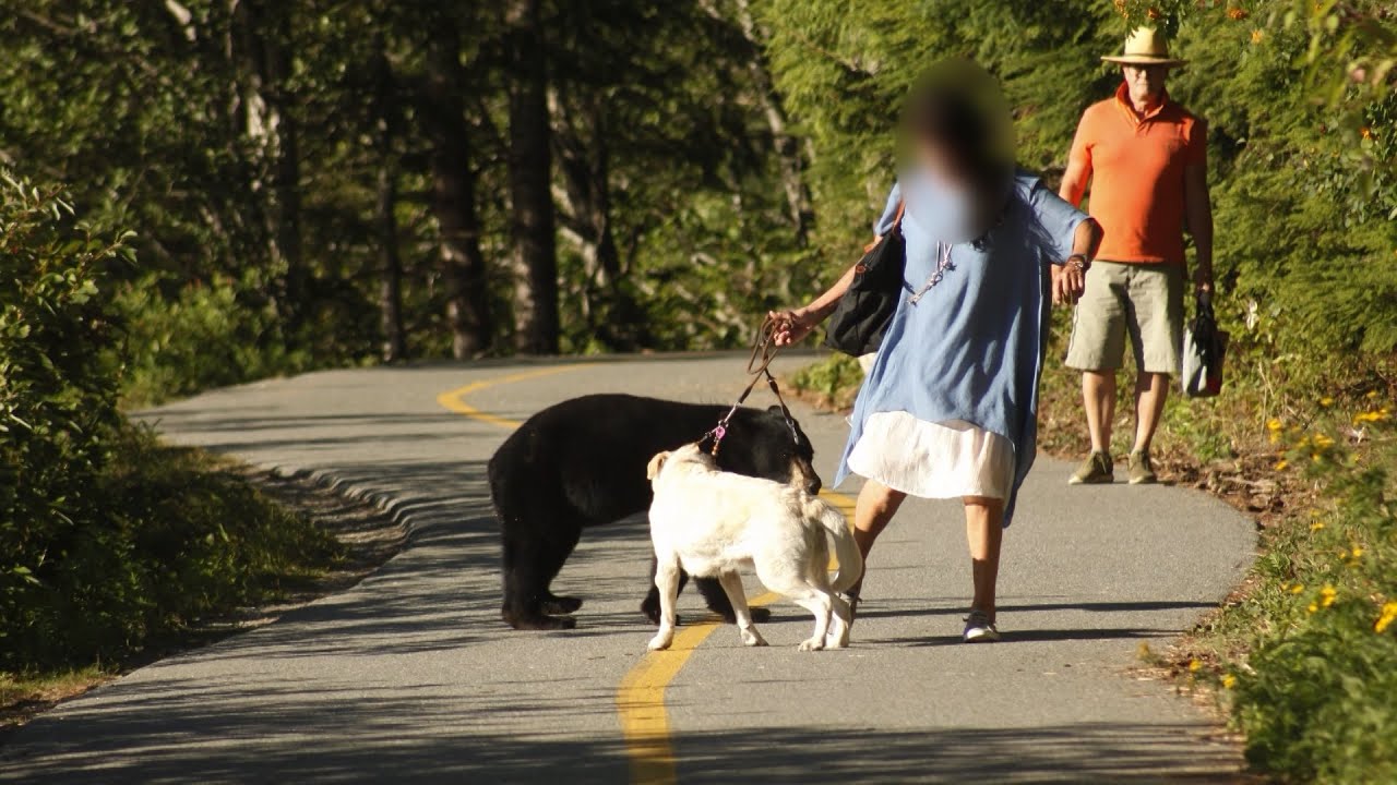 Woman and dog approach black bear