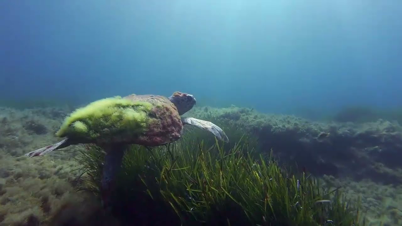 Underwater Med