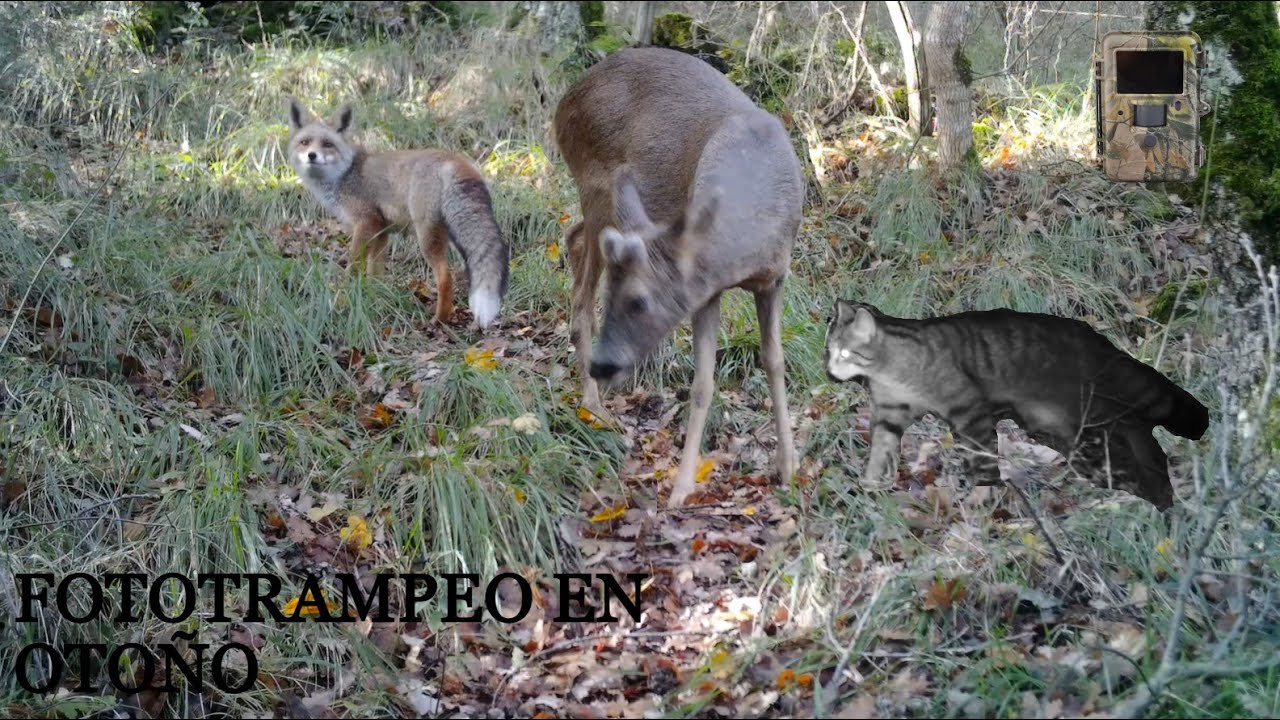 Fototrampeo en Otoño - Fototrampeoa Udazkenean | Fauna Navarra
