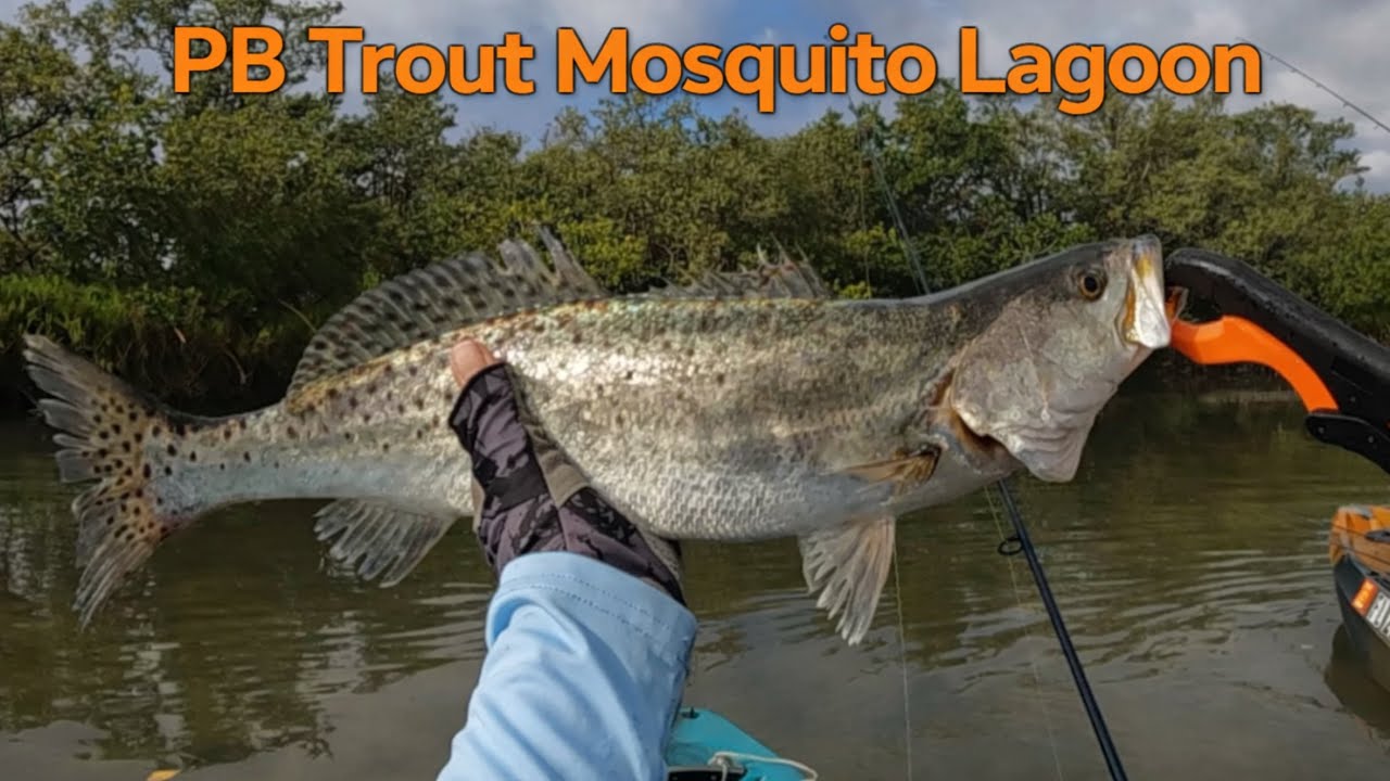 Mosquito Lagoon Fishing - PB Speckled Trout