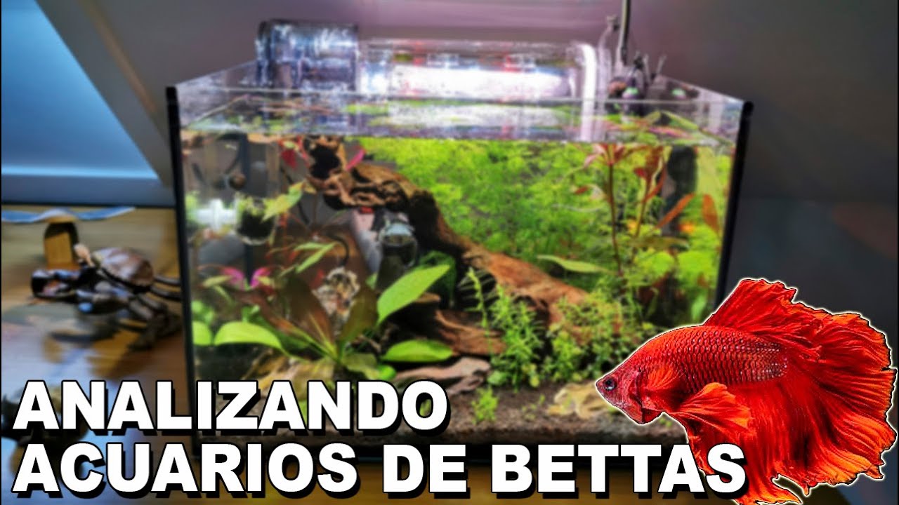 🕵️ Acuarios de Suscriptores Nº17 | Especial Acuarios de Bettas 🐠
