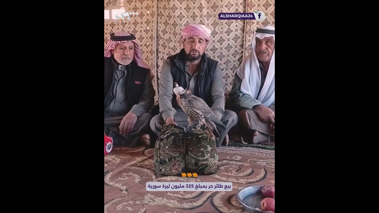 بيع طائر 