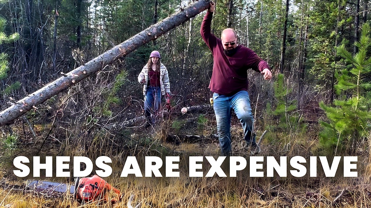 An adventure in using free materials for the shed of my dreams