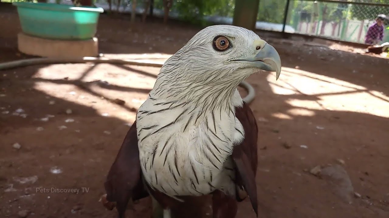 Eagle Behavior - Pets Discovery TV