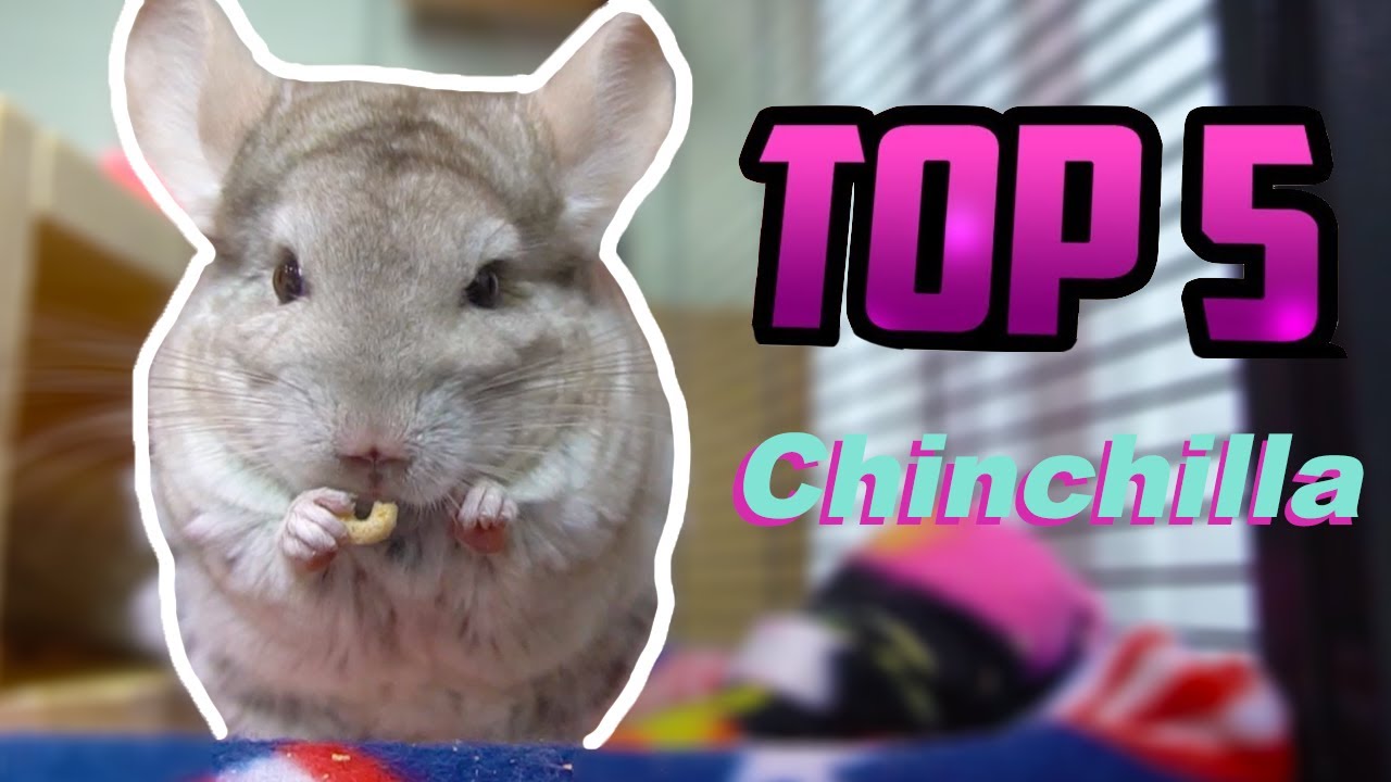 5 Reasons You Should Get A Chinchilla