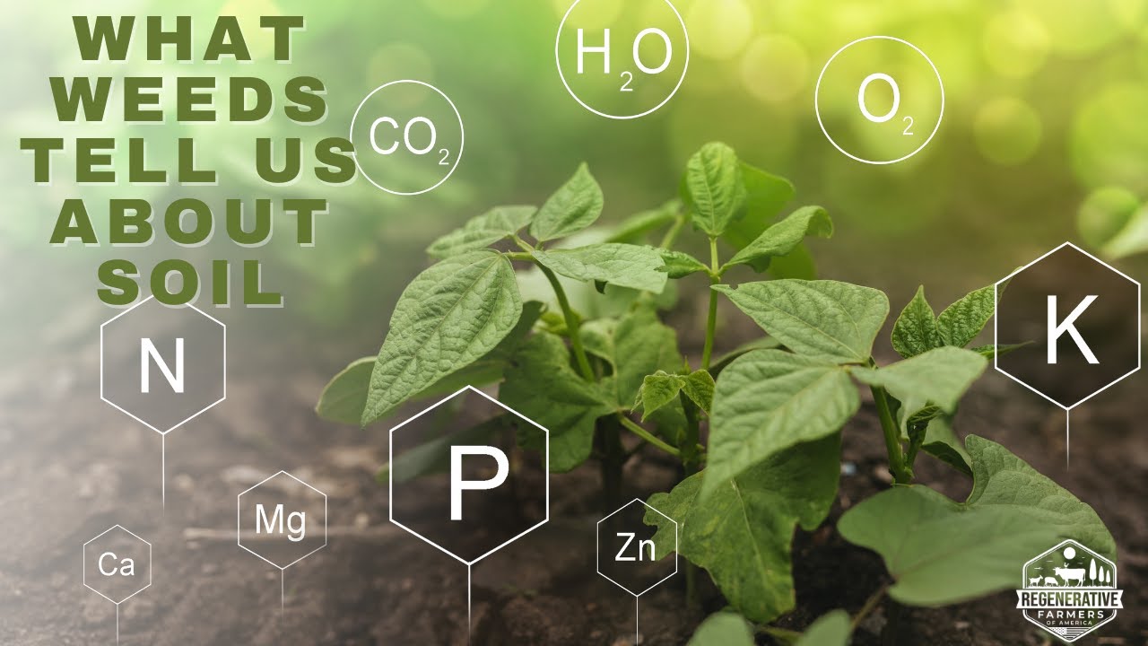 What Weeds Tell You About Your Soil