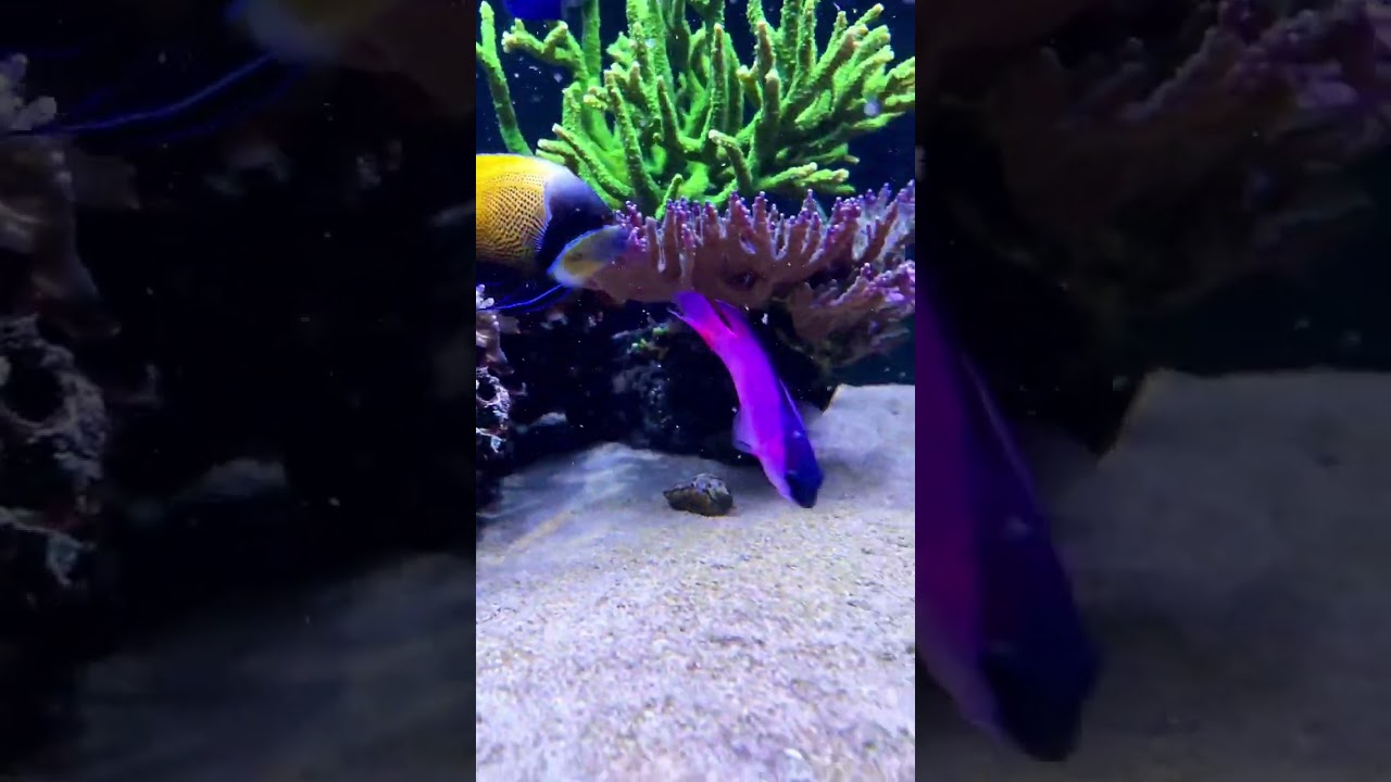 Blackcap basslet ❤️ 