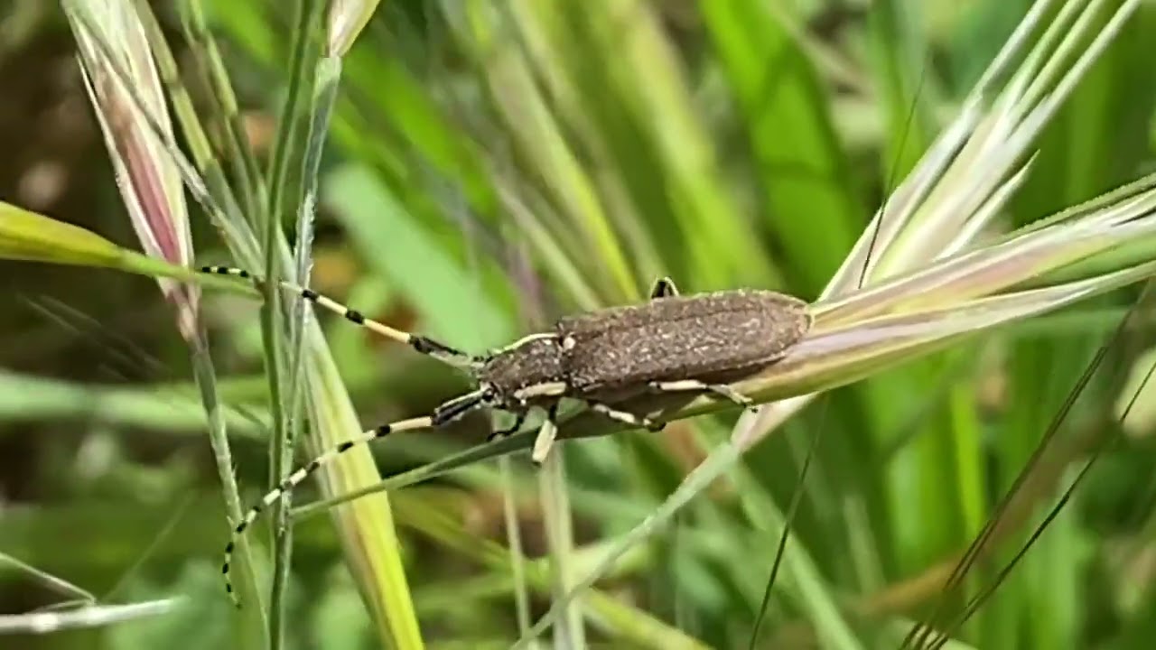 Agapanthia annularis