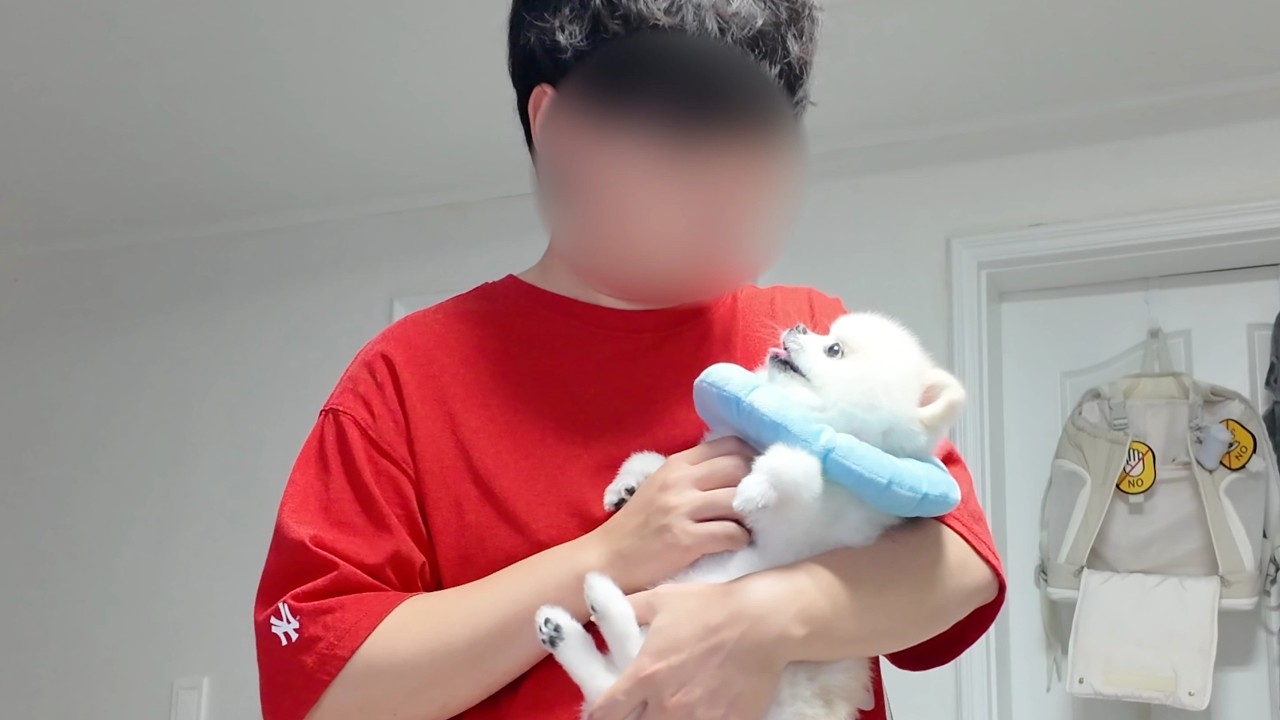 Измена на глазах у девушки (с участием щенка)