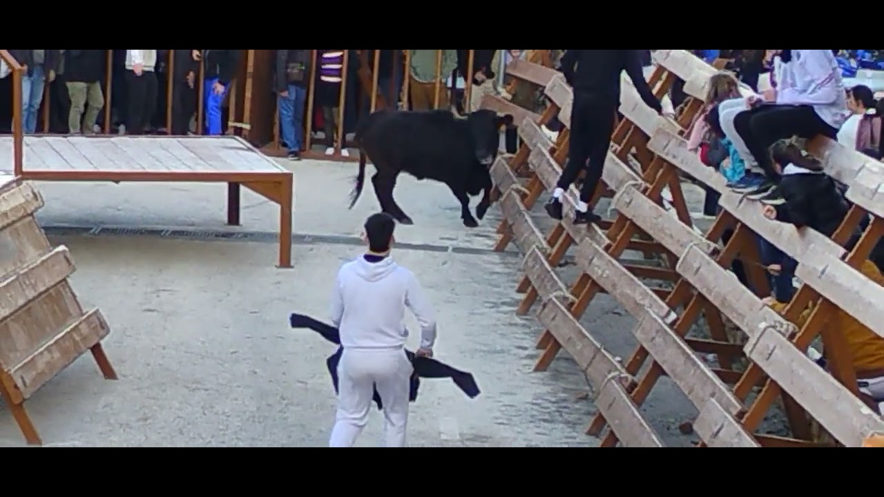 Vaquillas en pedreguer alicante ganadería coves pedreguer 
