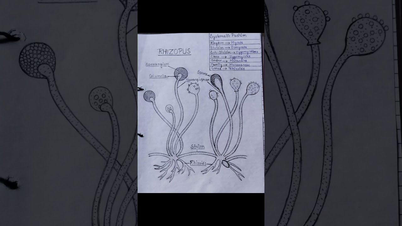rhizopus diagram (fungi)  | bsc 2nd semester | botany 2nd semester 