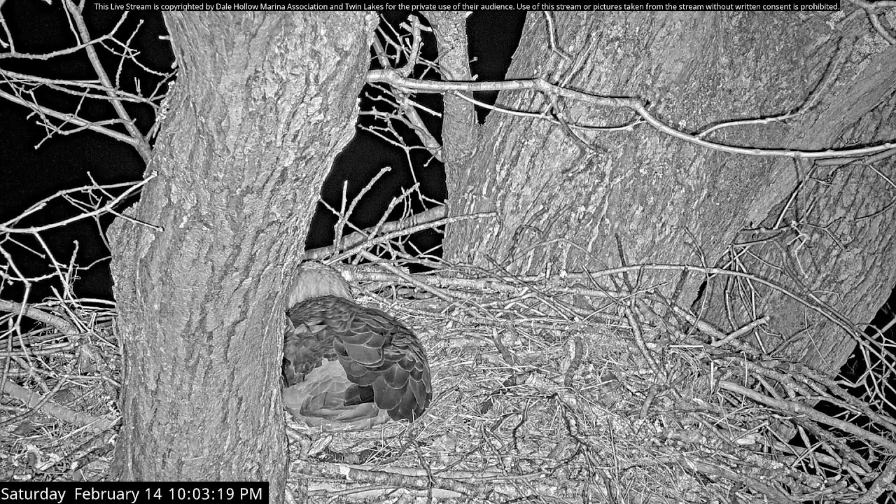 Dale Hollow Eagle Camera Live Stream