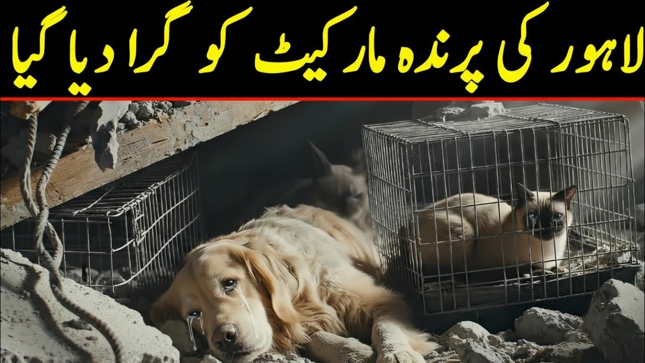 Laahore Birds Market Demolition | Viral Video Of Animal Rescue | lahore parinda market news 