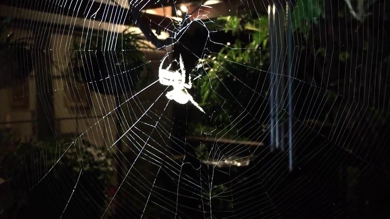 Feeding a MASSIVE Garden Orb Weaver spider!