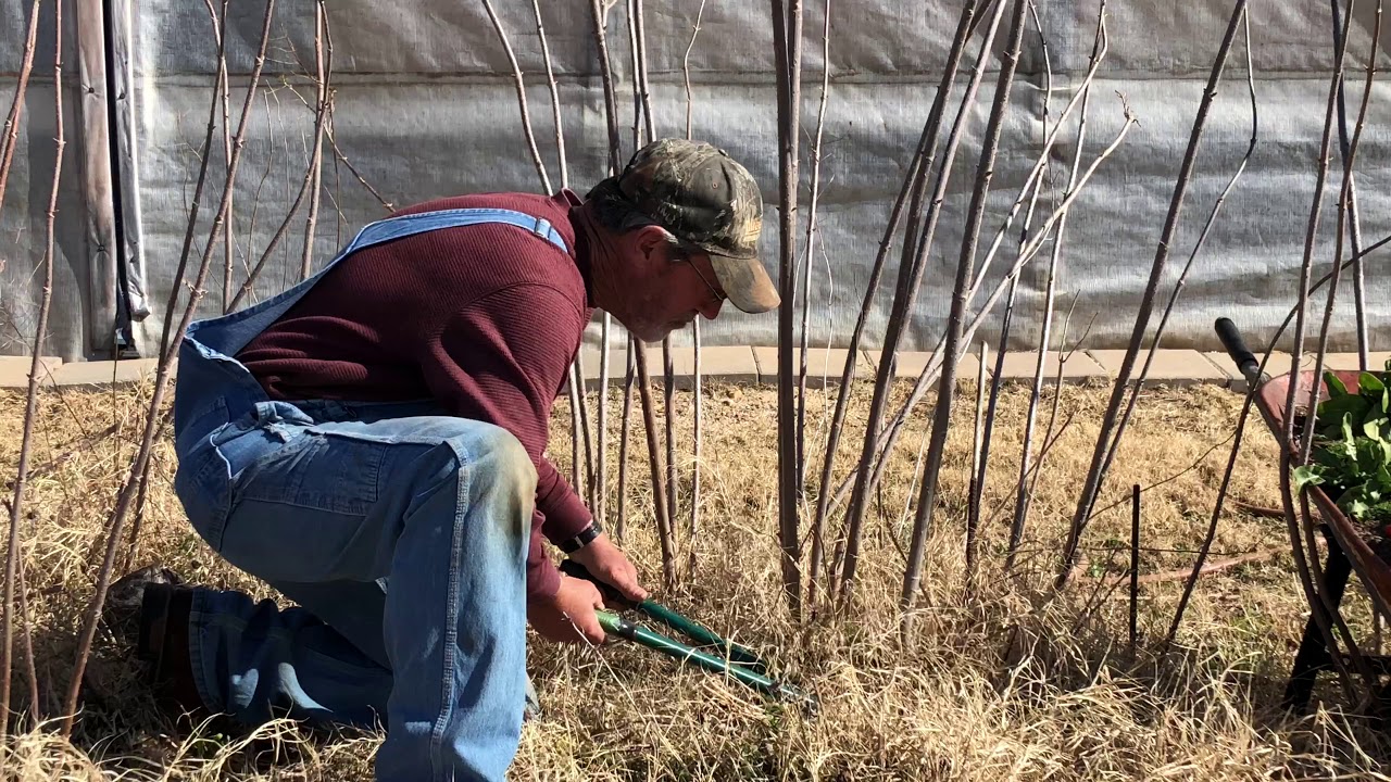 360 Farms - Pruning Elderberry