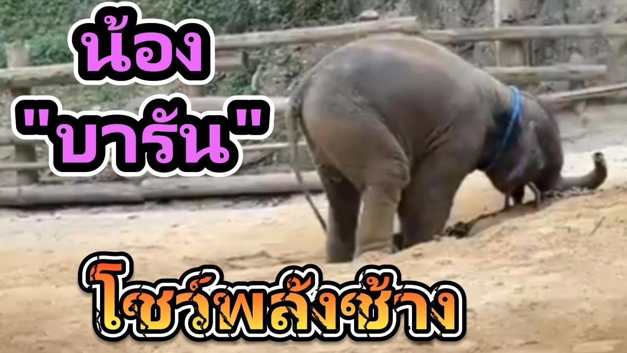 ช้างน้อยบารัน โชว์พลังช้าง และเหตุผลที่ใส่ปลอกคอ,ข้อเท้า#น้องบารัน #ลูกช้าง #ศูนย์อนุรักษ์ช้างไทย