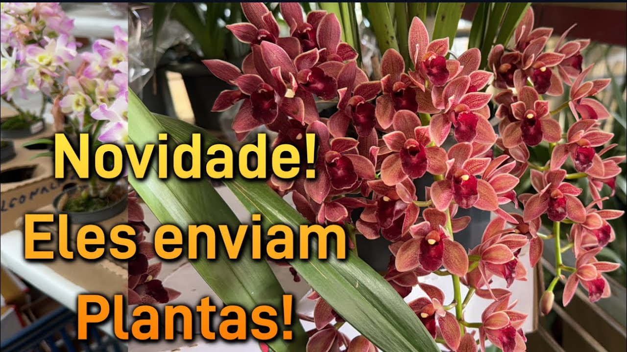 Como Comprar Plantas do Ceaflor Holambra!