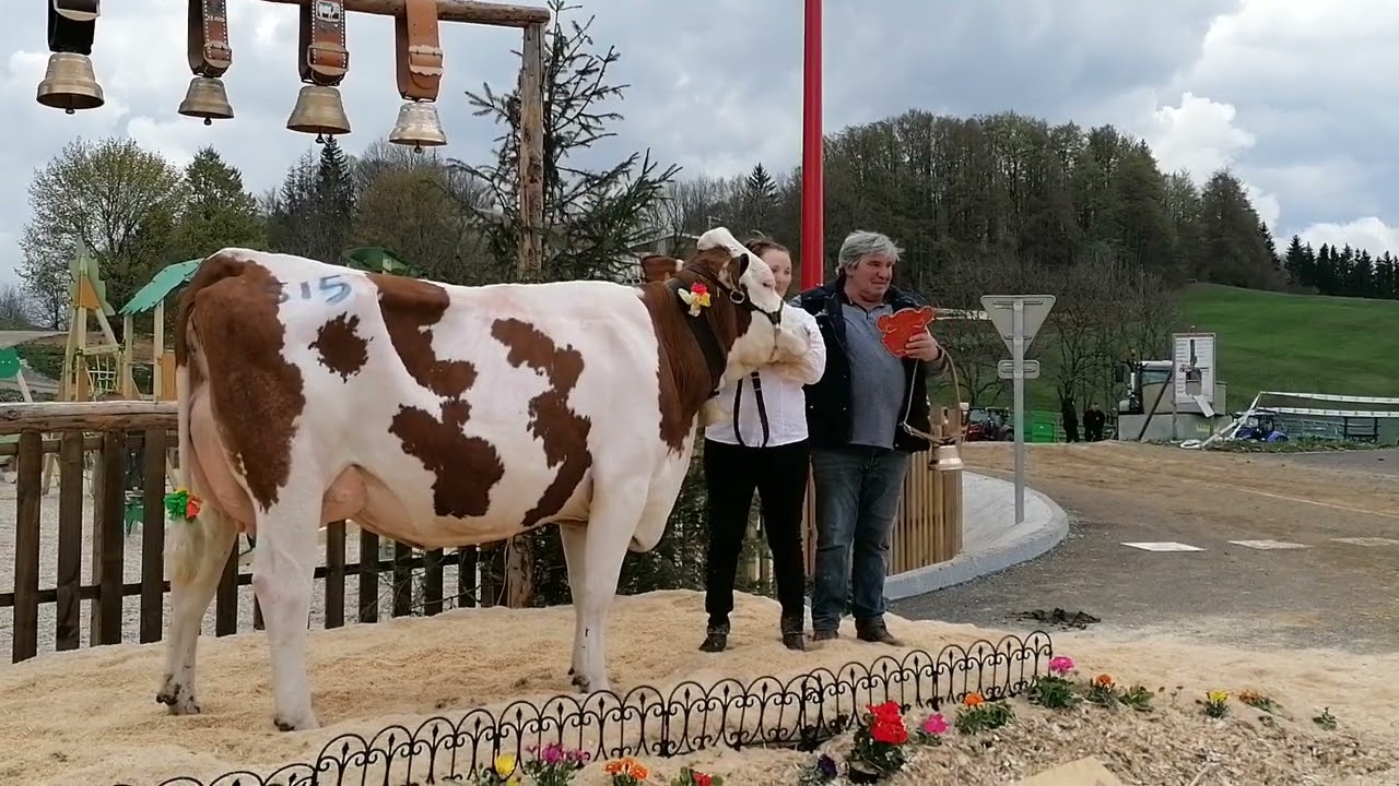 Parodie, meilleure mamelle jeune et Super mamelle - comice Grandv'Haut-Jura (1/5/23 à La Chaumusse)