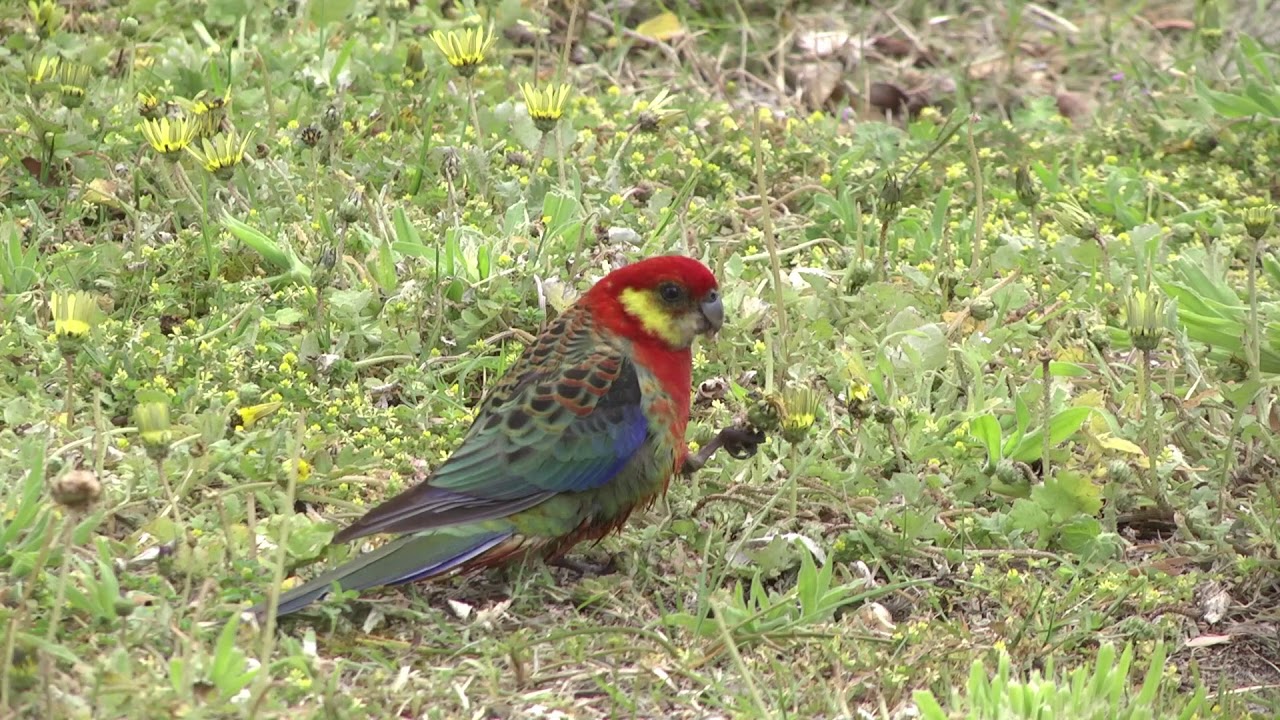A feast of parrots!  Stunning &ndash; a male Western Rosella eating daisy seeds