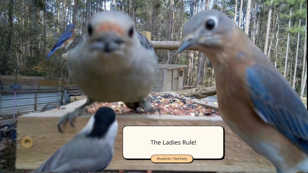 Avian Diner: Bluebirds, Red‑belly, and Lefty #nature #birds