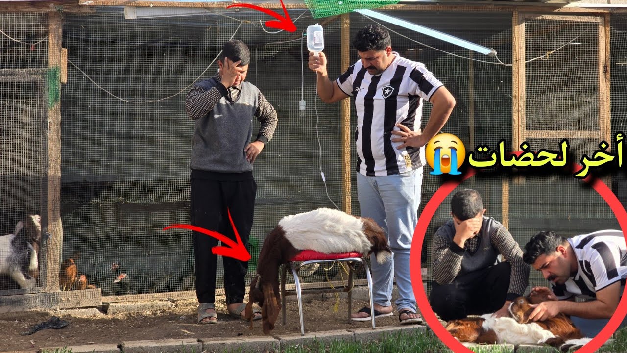 ألماعز في خطر😱 حولنه المحميه الئ غابة👌وشوف النتيجة