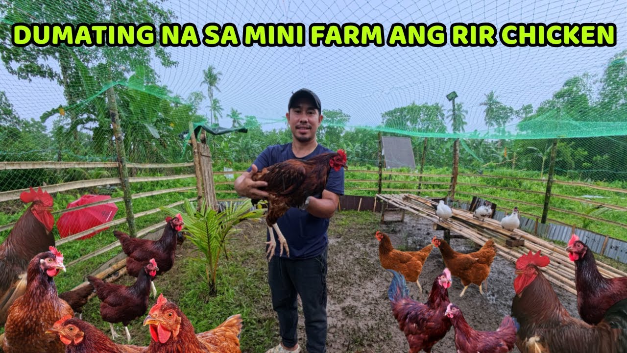 DUMATING NA SA FARM ANG RIR CHICKEN, PARAMI NG PARAMI NA ANG MGA ALAGA - MAY FREE ITIK PA!