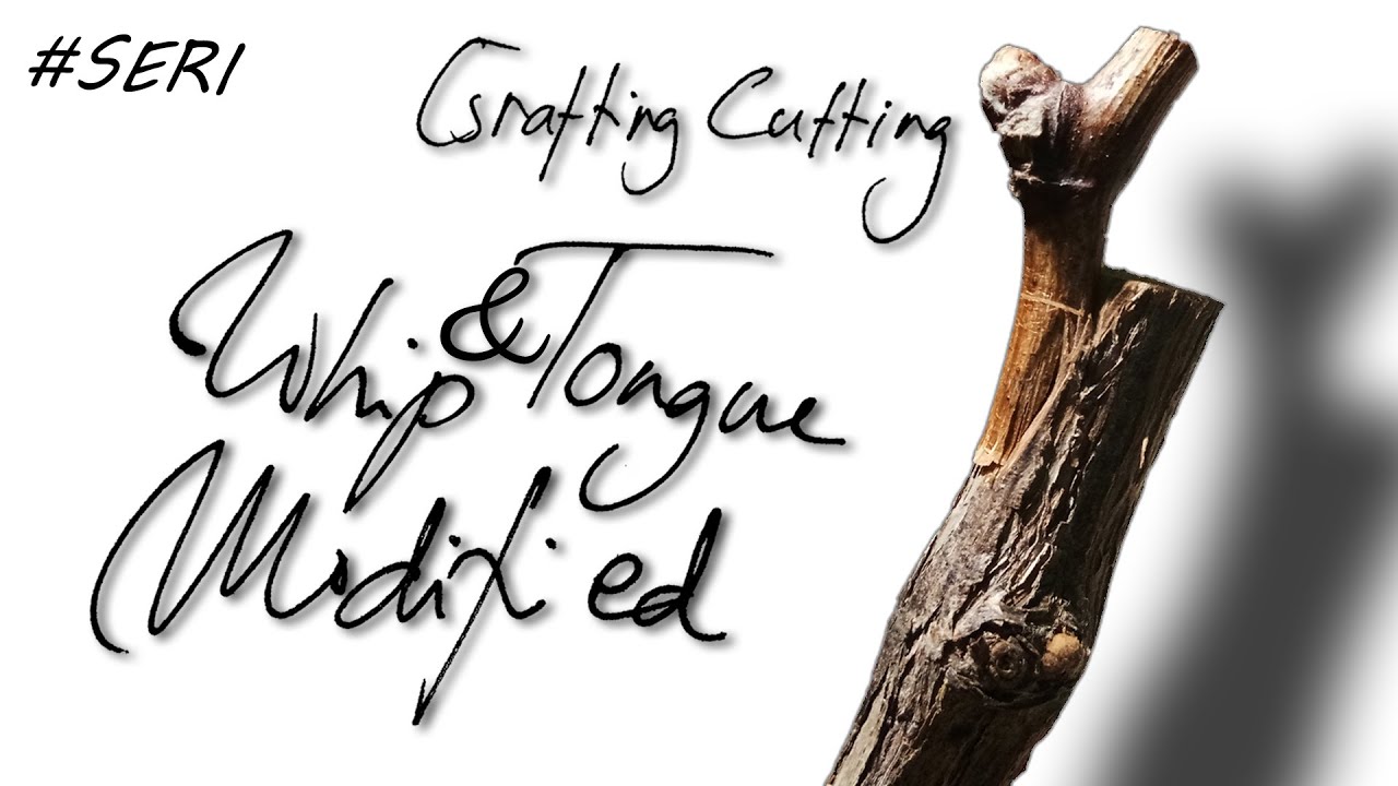 Grafting Grapevine Cutting | Modified Whip ang Tongue | Big Rootstock Small Scion