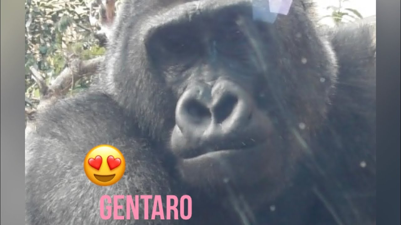“Gorilla”Found a woman you like?👀Gentaro 🦍💕 who suddenly does a display pose