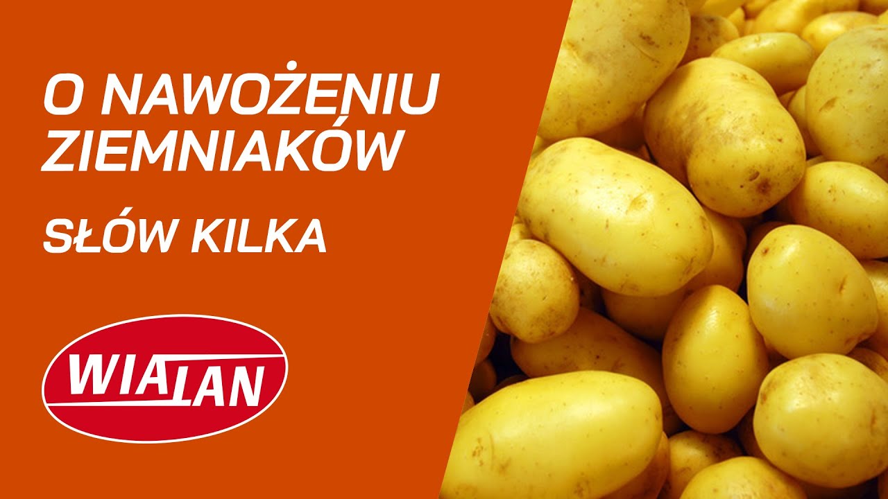 O NAWOŻENIU ZIEMNIAKA słów kilka.