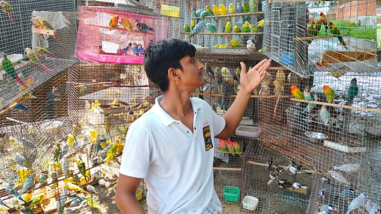 Exotic birds नहीं खजाना है