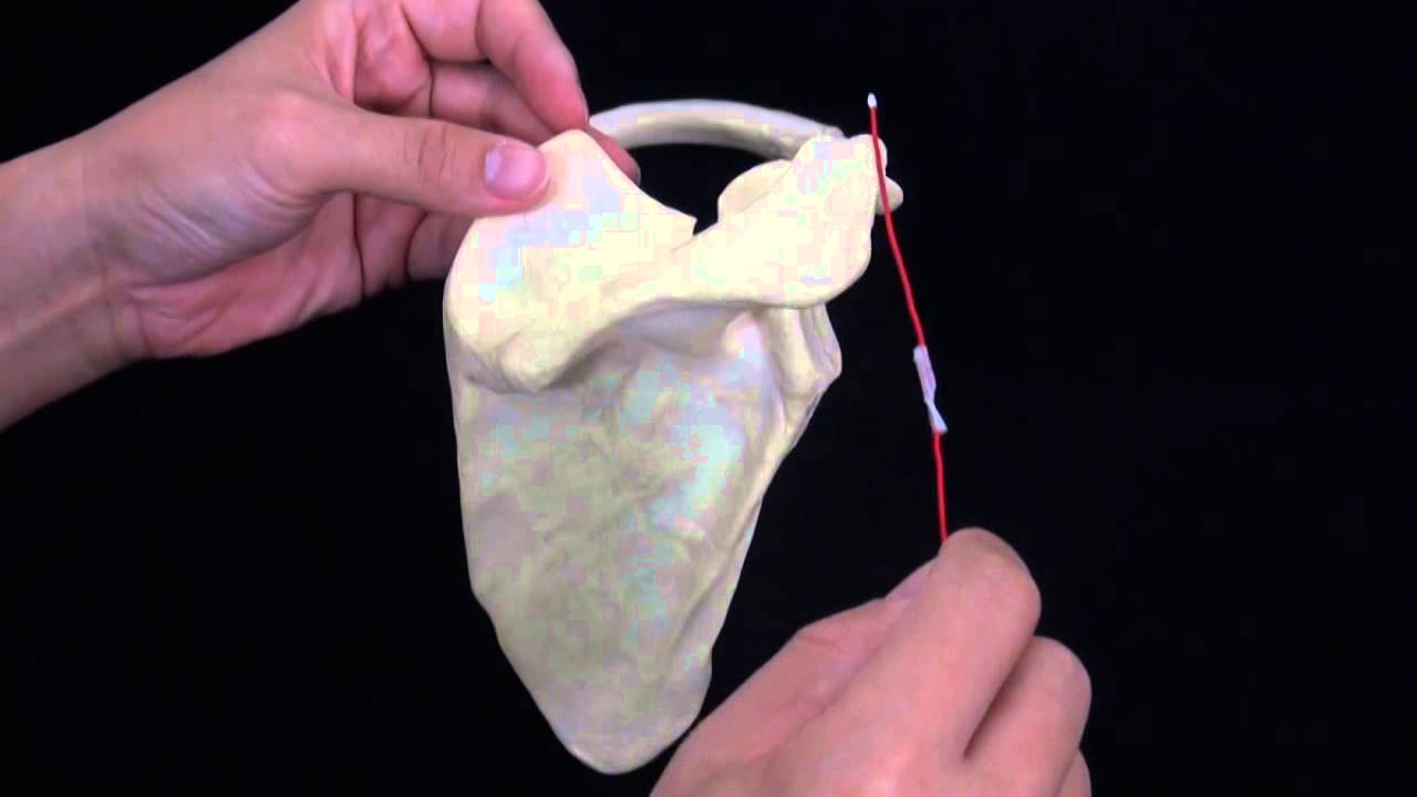 附肢骨骼─鎖骨與肩胛骨