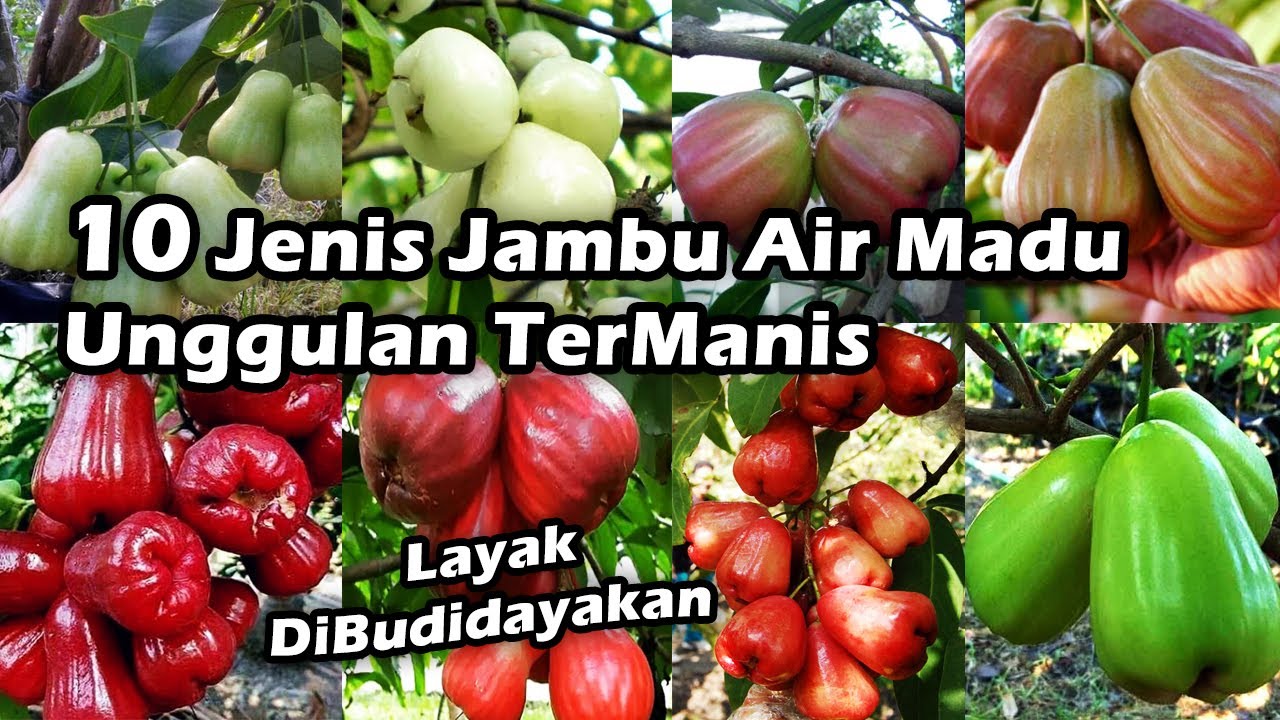 10 Jenis JAMBU AIR MADU Unggulan Termanis Sangat Layak untuk DiBudidayakan - How to Grow Water Guava