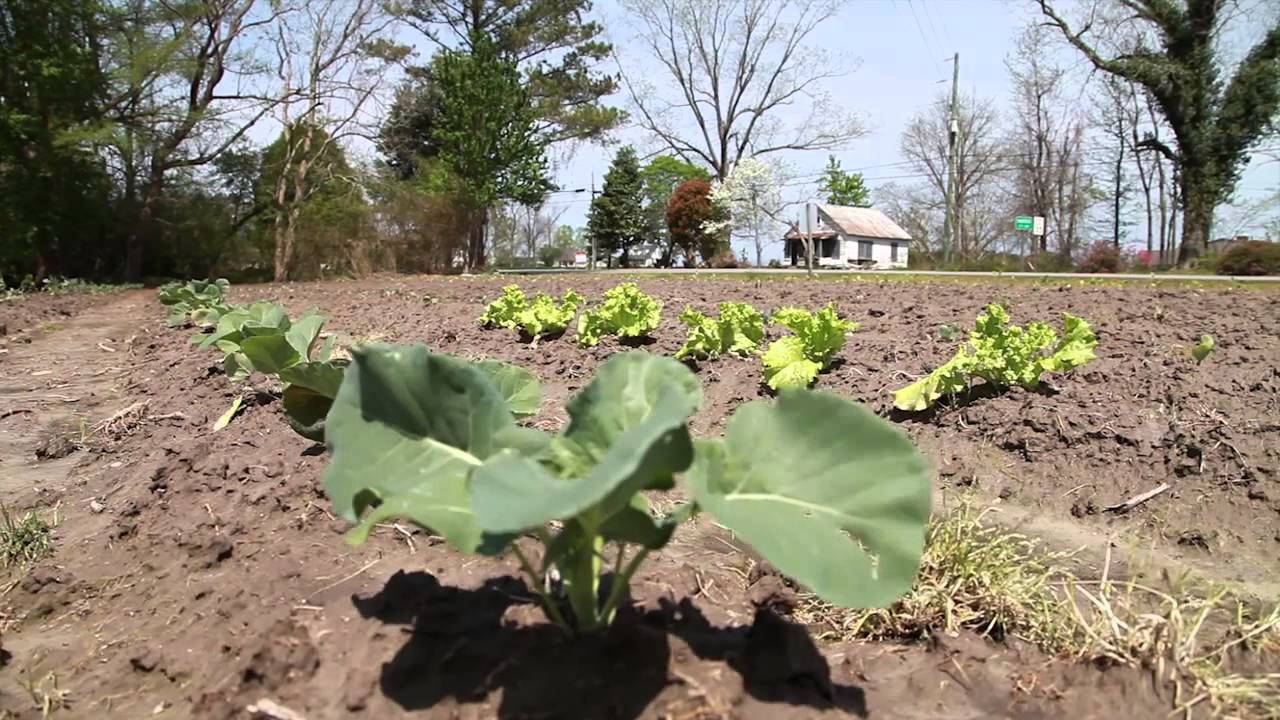Eating Local in Beaufort County