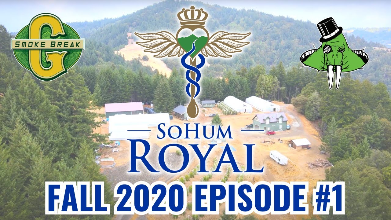Sohum Royal Fall Harvest 2020 Episode #1. Honeydew, Humboldt County USA.