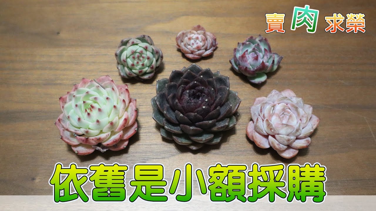 【賣肉求榮】Vol.170 多肉開箱．小額採購、越購越多的第二集來了，也是倒數第二張訂單了啦！