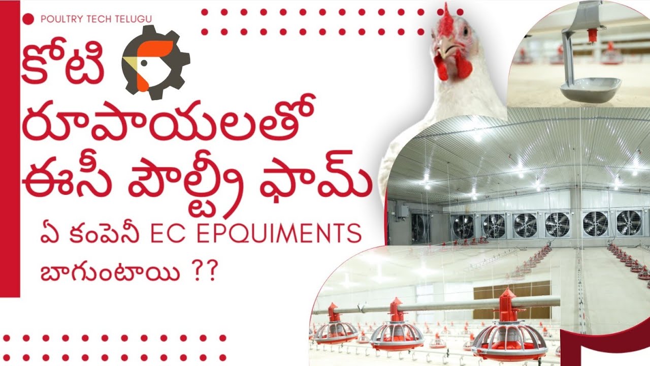 EC  poultry farm full details|EC poultry farm equipment|EC  పౌల్ట్రీ ఫామ్ పూర్తి వివరాలు|