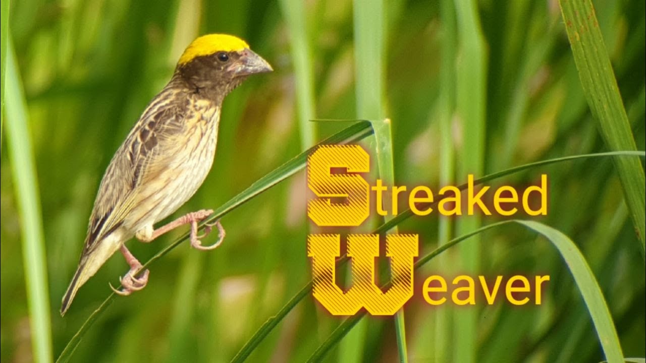 Nature Around You - Streaked and Baya Weaver making a beautiful nest | Weaver | Bird Nest |