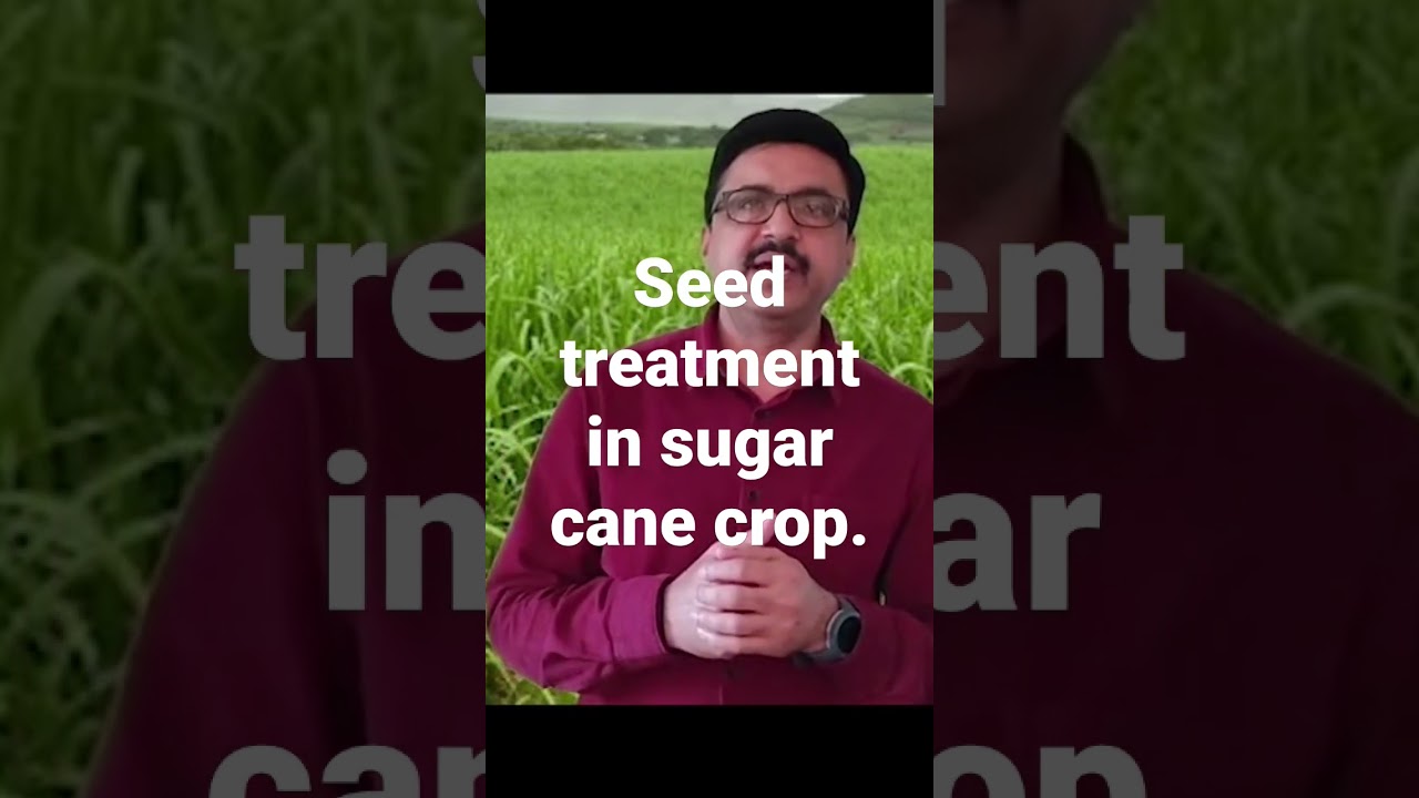 seed treatment in sugar cane crop