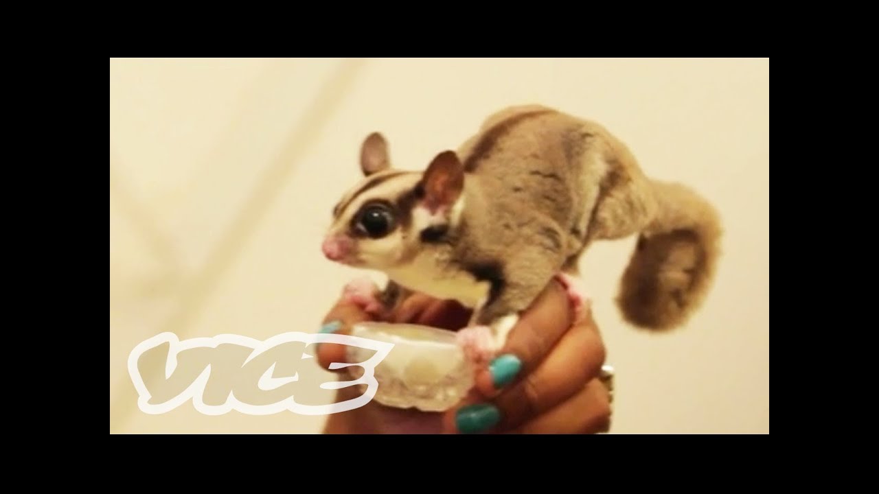 Cute Sugar Gliders! | The Cute Show