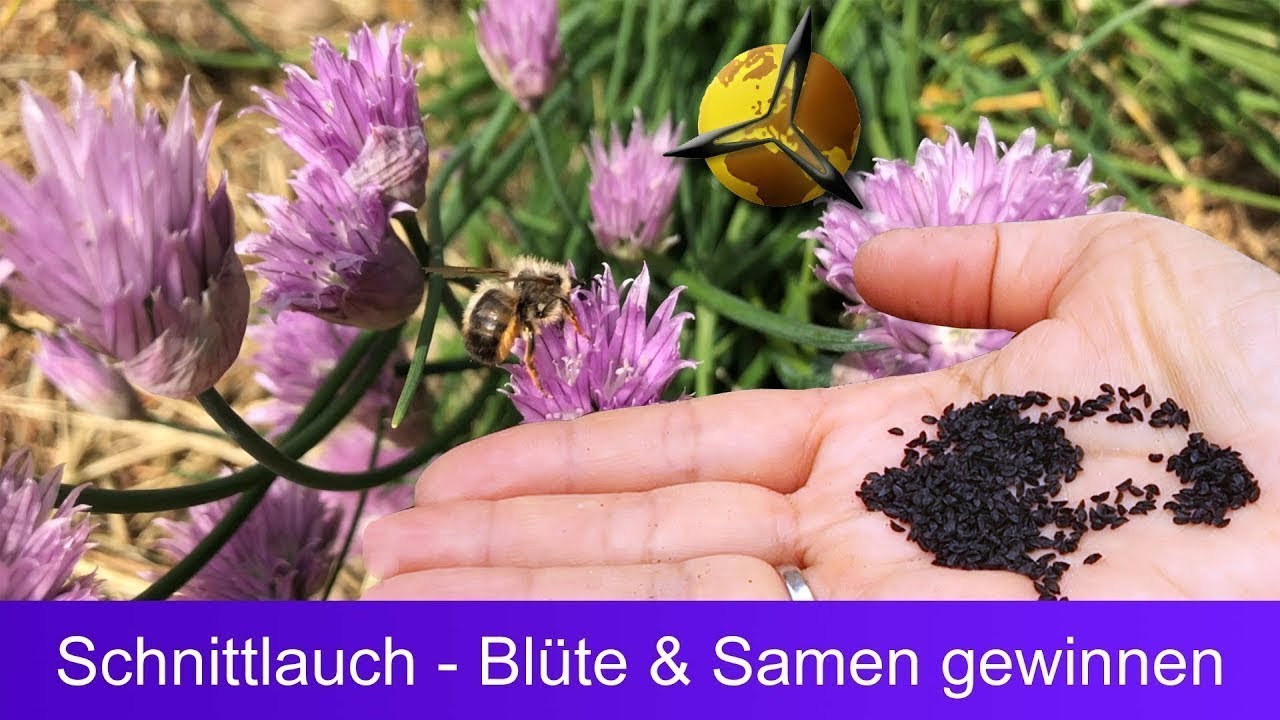 Schnittlauch: Bl&uuml;te und Samen gewinnen
