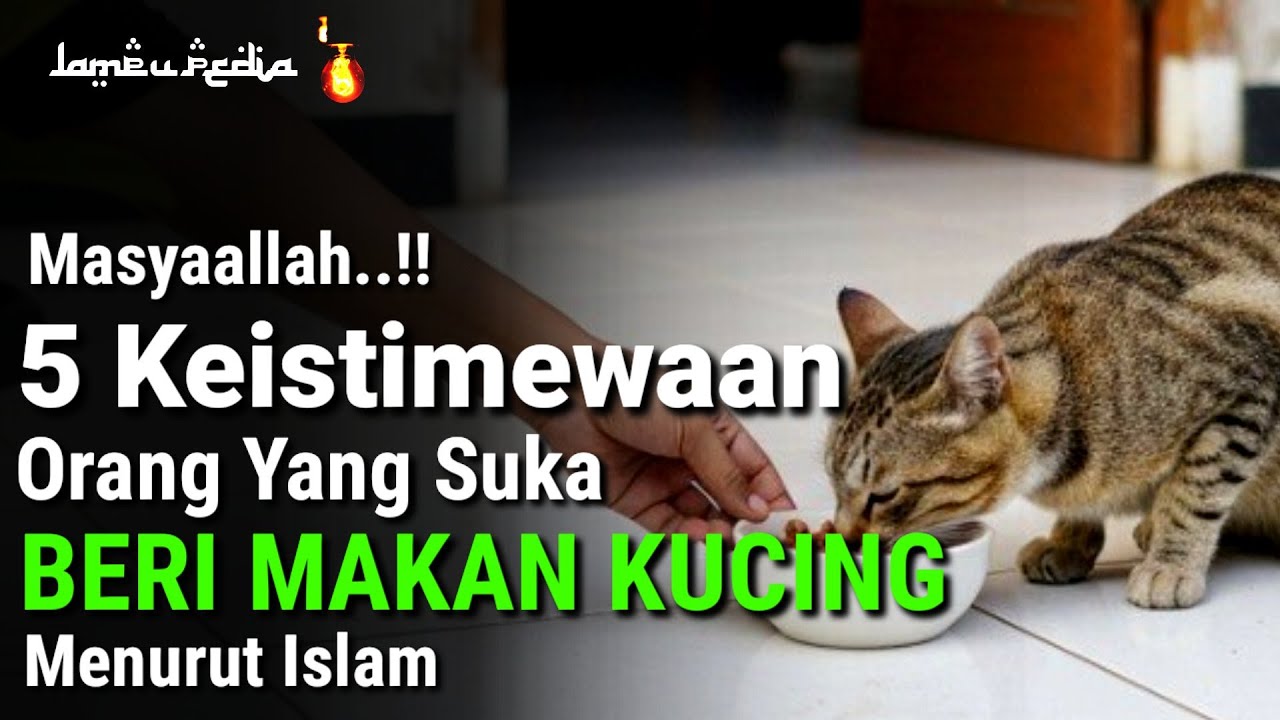 ANDA ORANG BERUNTUNG !! 5 Keistimewaan Orang Yang Suka Memberi Makan Kucing