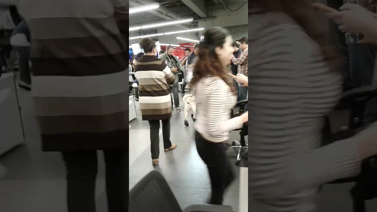 Perrita Rescatista Frida es asediada por Fans